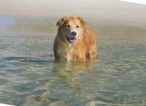 a brown dog standing in the water on a beach at Galoola Hidden Gem, 2-97 Galoola Drive, Rooftop outdoor area with spectacular views, Wi-Fi, Air Conditioning, Pet Friendly in Nelson Bay