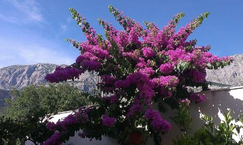 a bunch of purple flowers on the side of a wall at Apartments Malina in Tučepi