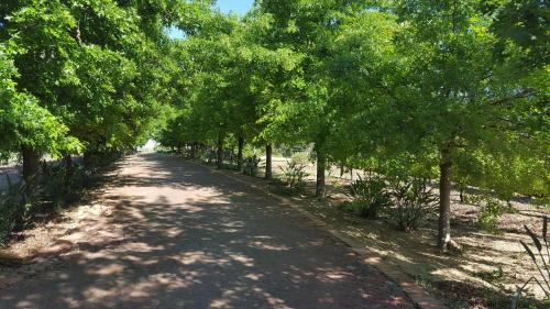 a road lined with trees in a park at Cana Vineyard Guesthouse in Paarl