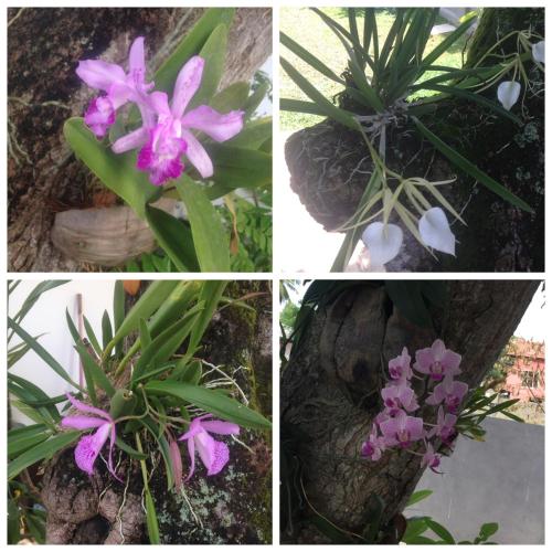 a group of four pictures with purple flowers at Ok Cabana Negombo in Negombo