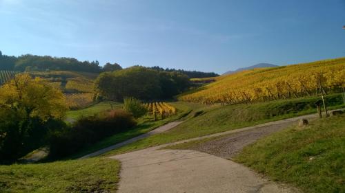 a dirt road in the middle of a field at Chez Yolande in Nothalten