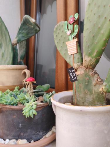 a group of cactus plants in pots on a table at Nanà Maison in Nardò