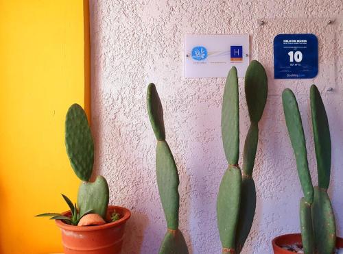 two potted plants sitting next to a wall at Helicon Muses Friendly Mountain B&B Guesthouse in Evangelístria