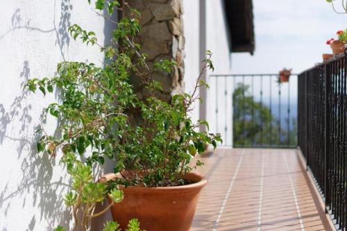 a plant in a pot on the side of a building at Casa Rural Arbillas in Arenas de San Pedro