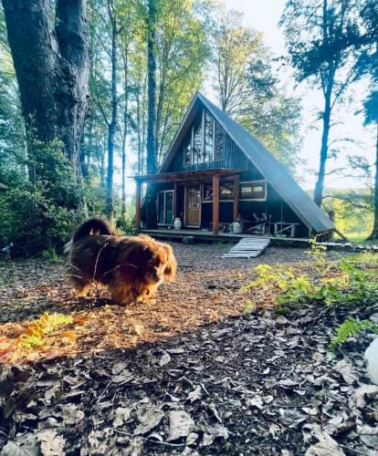 a dog laying on the ground in front of a house at Cabañas bosque sur in Curarrehue