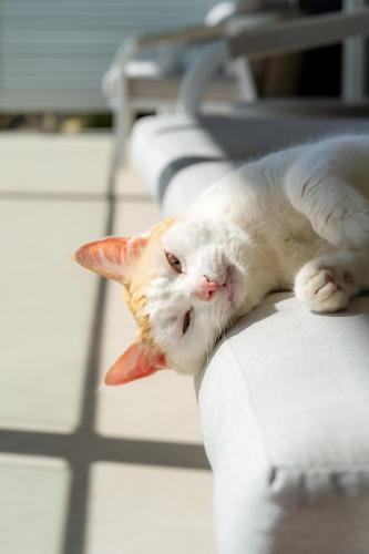 a white cat laying on the arm of a couch at The View, Albany Holiday House in Albany