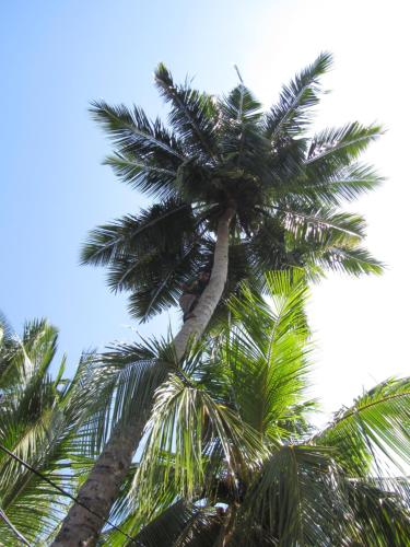a tall palm tree with its branches in the sky at Mallis Guesthouse in Habaraduwa