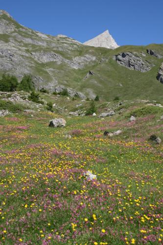 a field of flowers on the side of a mountain at Baita La Jolie Bergere in La Salle