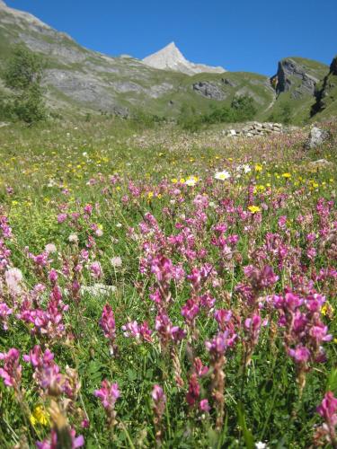 a field of pink flowers with mountains in the background at Baita La Jolie Bergere in La Salle