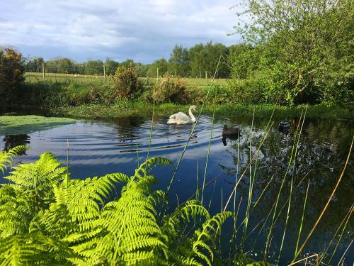 a swan swimming in a pond with some plants at Dragonfly Cottage-Uk39919 in Ballakinnag