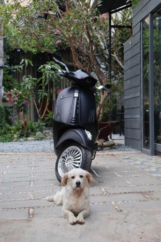 a dog laying on the ground next to a scooter at Trạm Chill Homestay in Khu Chi Lăng