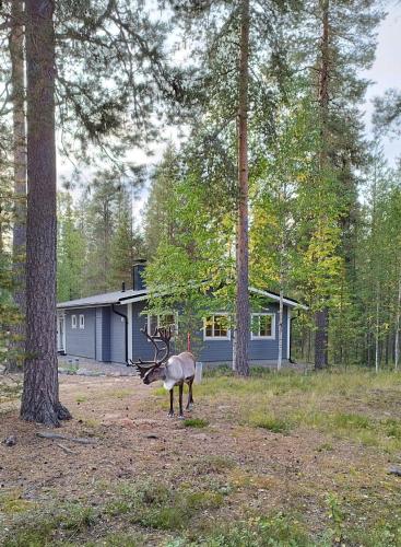 a deer standing in a field in front of a house at Riekonsoppi, two bedroom private cabin in Pyhätunturi