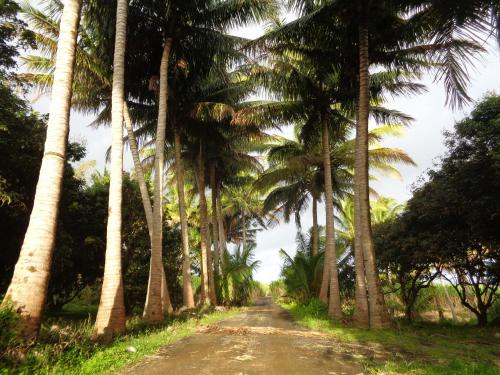 a dirt road lined with palm trees at L'Arbre de Vie in Saint-Joseph