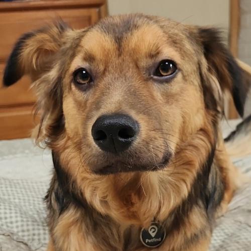 a brown dog is sitting on a bed at habitac privada Bed n Bkf Patagonia Norte - Puerto Varas Homestay - BnB Plus in Puerto Varas