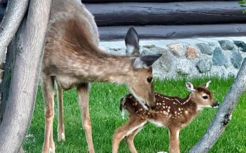 a baby deer standing next to its mother at Rendezvous Lodge in Red Lodge