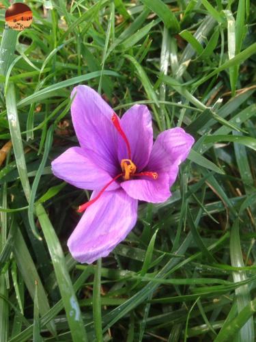a purple flower sitting in the green grass at Escale Rando Taliouine in Taliouine