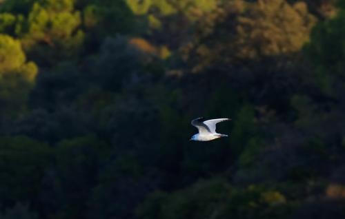 a white bird flying over a bunch of trees at Vale do Gaio Hotel in Torrão