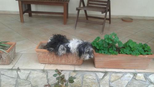 a black and white dog laying in a potted plant at B&B RoLu in Prima Porta