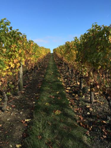 a row of grapes in a vineyard at Belle vue in Montsoreau