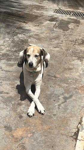 a brown and white dog laying on the ground at Suite in Catanduva