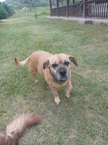 un cane marrone è in piedi nell'erba di Looking Samaipata a Samaipata