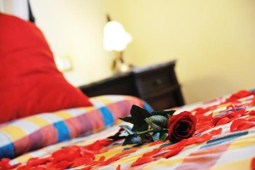 a red rose sitting on top of a bed at Agriturismo Polla in Camporgiano