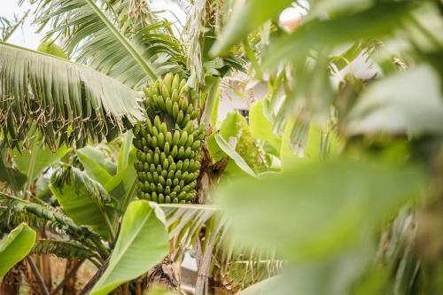 GuestReady - Funchal Hideaway with BBQ