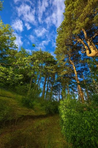 a path in a forest with trees and a blue sky at Church Path House in Minehead