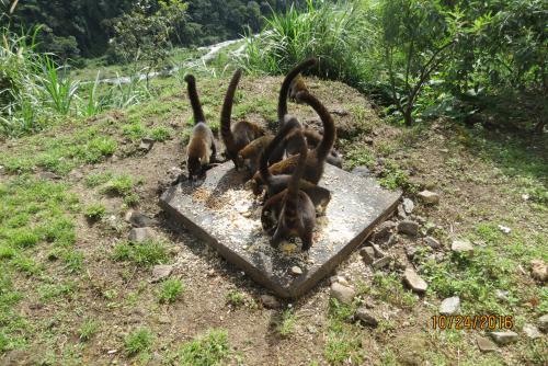 Taman di luar CreaDora