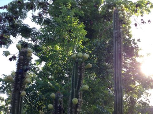 a tree with a bunch of fruit on it at Welcoming vibes in Treasure Beach