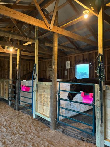 a horse in a barn with its head over the fence at Skull Creek Ranch Cottage in Round Top