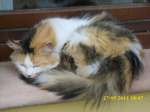 a cat is laying on the floor at Residence Al Lago in Castiglione del Lago
