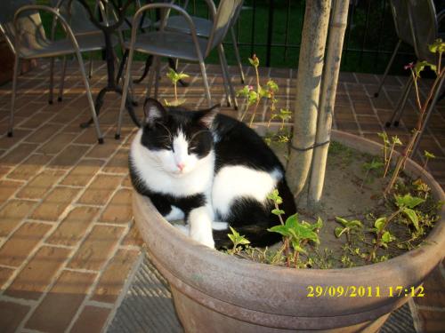 a black and white cat sitting in a flower pot at Residence Al Lago in Castiglione del Lago