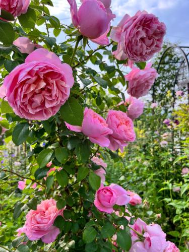 a bunch of pink roses growing in a garden at Farm To Table NORICHIE 1日1組限定の一棟貸し 田園風景と星空を楽しむ 自家農園&地元食材の夕朝食付き in Senboku
