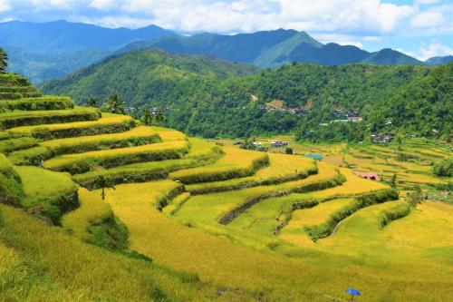 a field of green crops on a hill with mountains at Hiwang Native House Inn & Viewdeck in Banaue
