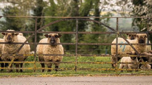 a group of sheep standing behind a fence at Knapp Cottage in Charlbury