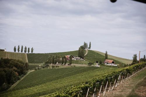 a vineyard on a hill with a house on it at Tschermonegg "Wohnen beim Wein" in Sulz