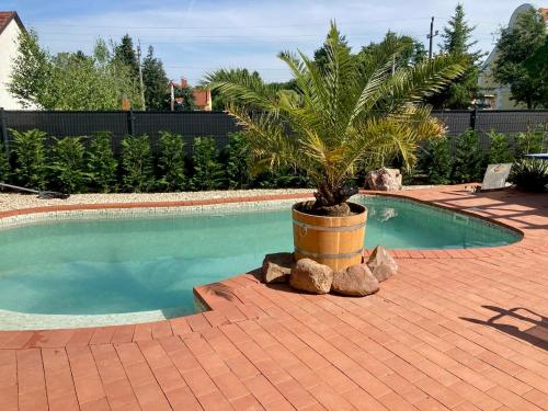 a palm tree in a pot next to a swimming pool at Relax Holiday House in Balatonrendes