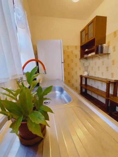 a kitchen with a sink and a plant on the counter at Quinta essência suites e chalés in Ubatuba