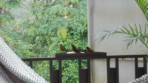 two birds sitting on a rail on a balcony at Cabinas Pura Vida B&B and Tour Operator in Drake