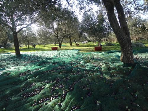 a flock of birds on the grass under a tree at Holiday Home Ulika in Fažana