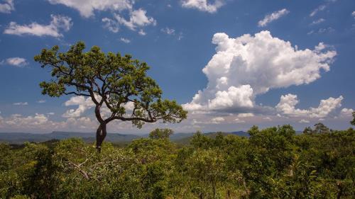 a tree on top of a hill with a cloudy sky at Chalé Belvedere Veadeiros in Alto Paraíso de Goiás