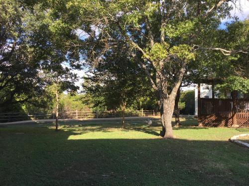 a tree in the middle of a grass field at Mountain Star Lodge in Austin