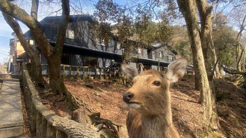 a deer is standing in front of a fence at 奈良春日 鹿のや in Nara