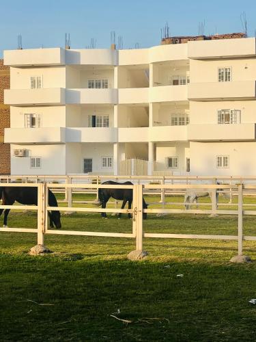 Star - private apartments