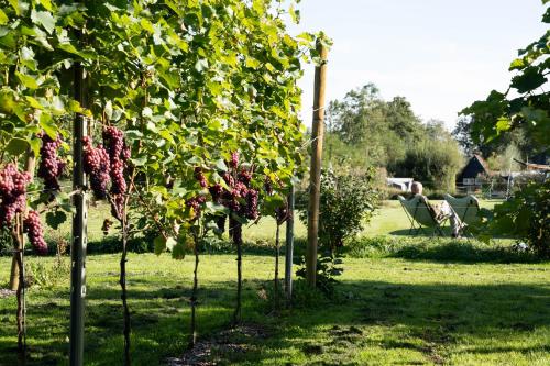 a row of fruit trees in a yard at Tinyhouse Spiegelpeer in Ruinerwold
