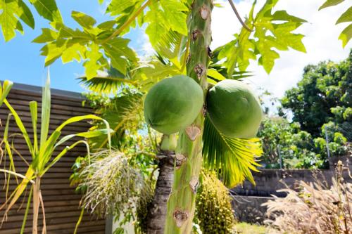 a bunch of green fruit on a tree at Luxury Oceanfront Villa Heated Infinity Pool in Petite Île