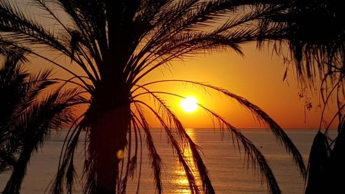 a palm tree on the beach with the sunset at Benal Beach Vibe in Benalmádena
