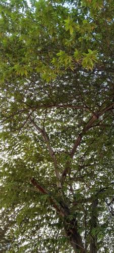 プノンペンにあるRangの緑の葉が茂った背の高い木