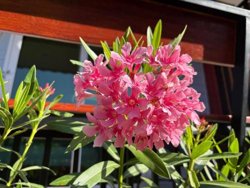 a bunch of pink flowers in front of a window at Mook Raya Resort in Ko Mook